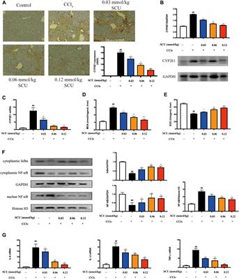 Protective Property of Scutellarin Against Liver Injury Induced by Carbon Tetrachloride in Mice